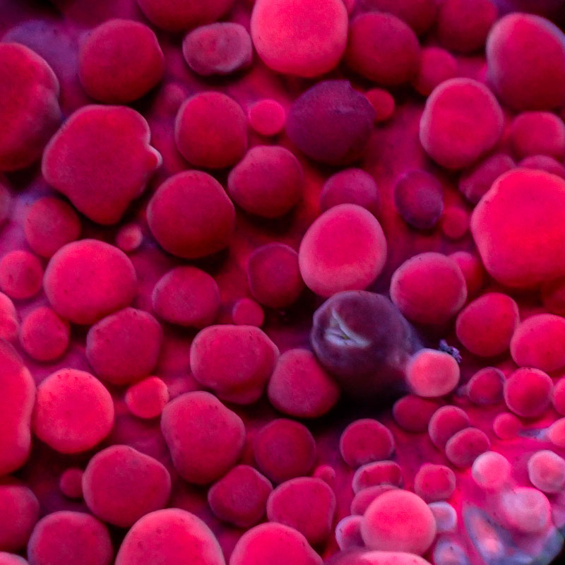 Ricordea Yuma Ricordea Yuma