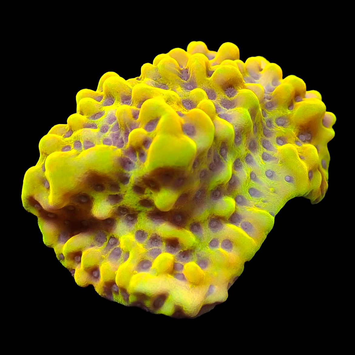 Montipora Crazy T Frag 01