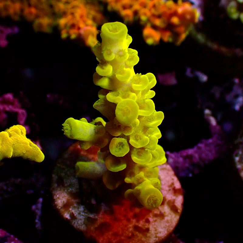 Acropora Neon Acropora Neon