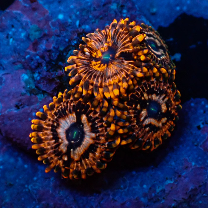 Zoanthus MC Utter Chaos Zoanthus MC Utter Chaos