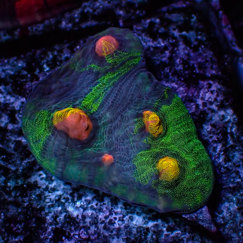 Chalice Crafted Chalice Crafted