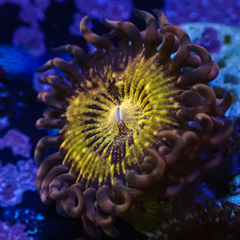 Palythoa MC Reverse Spacemonster Frag 03 Palythoa MC Reverse Spacemonster Frag 03