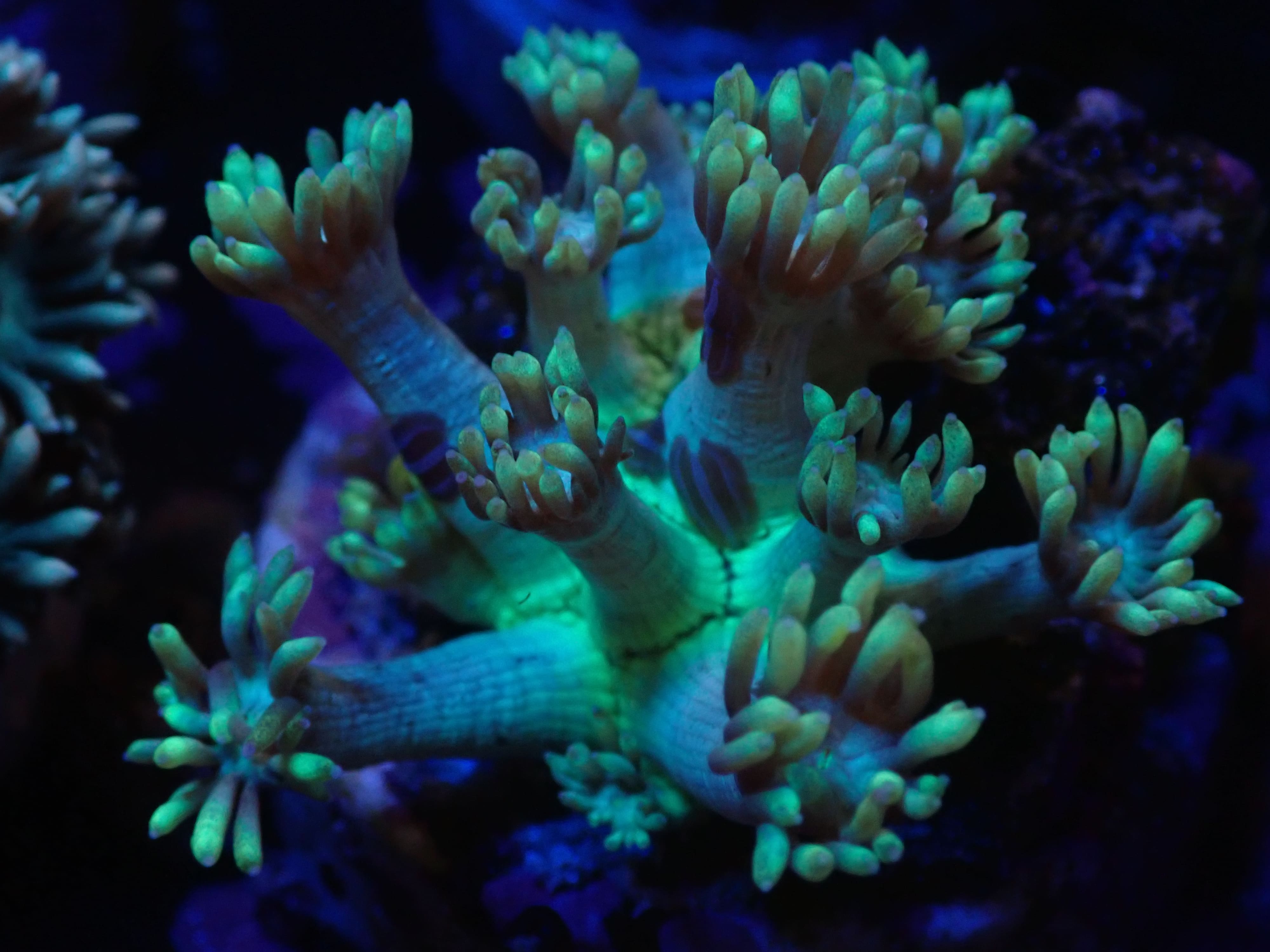 Goniopora Lobata neon grün blau DNZ Goniopora Lobata neon grün blau DNZ