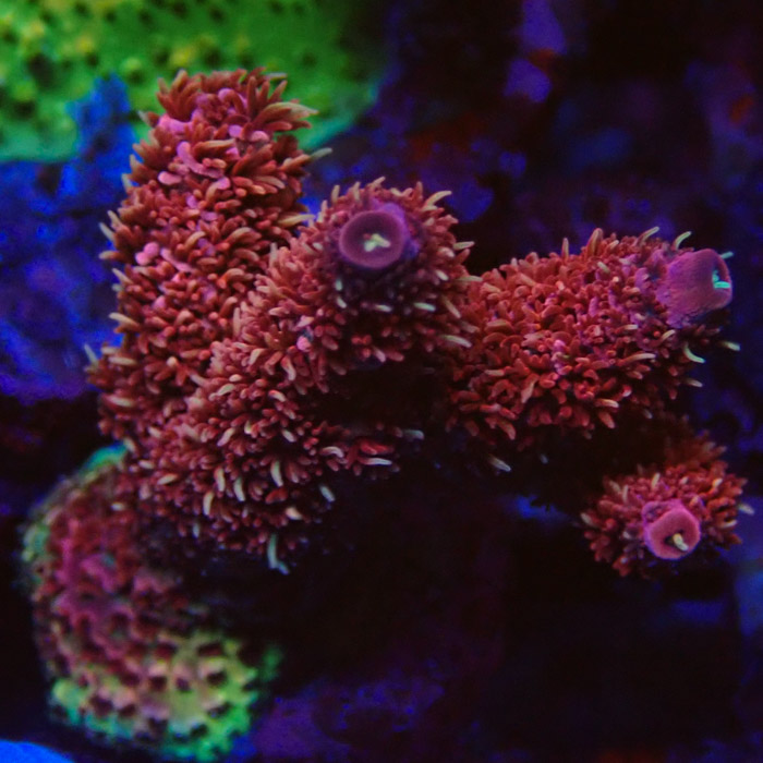 Acropora Red Dragon Acropora Red Dragon