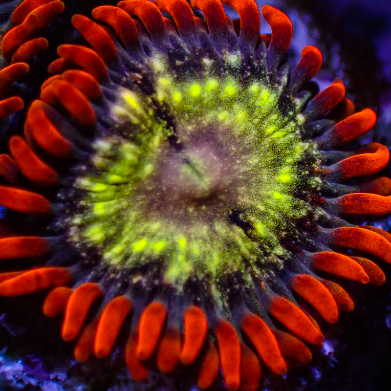 Zoanthus MC Stardust DNZ