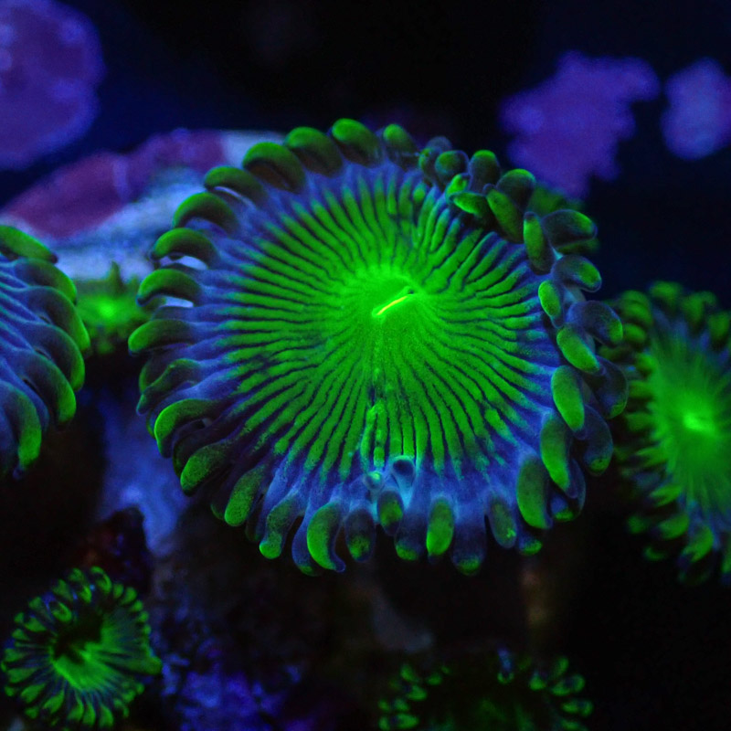 Zoanthus MC Blue Panama