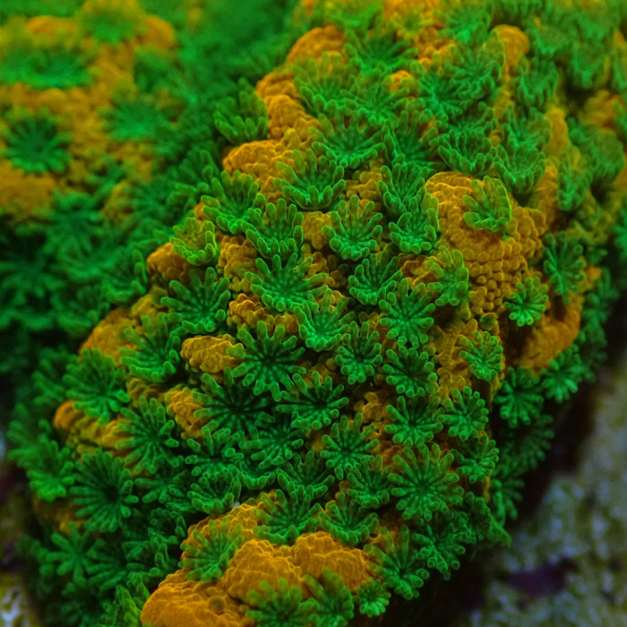 Montipora MC Sweet Tooth Frag 09