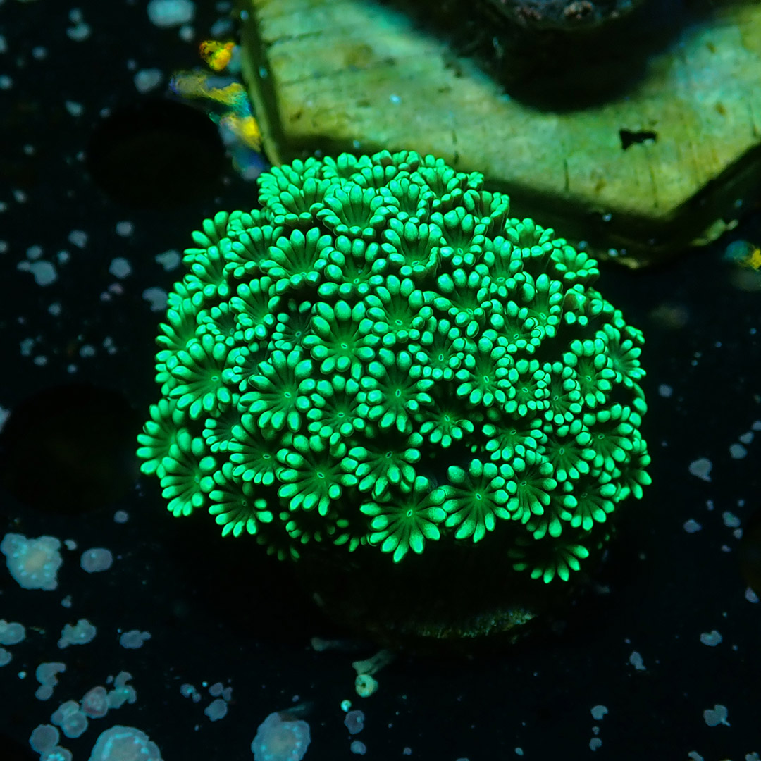 Alveopora