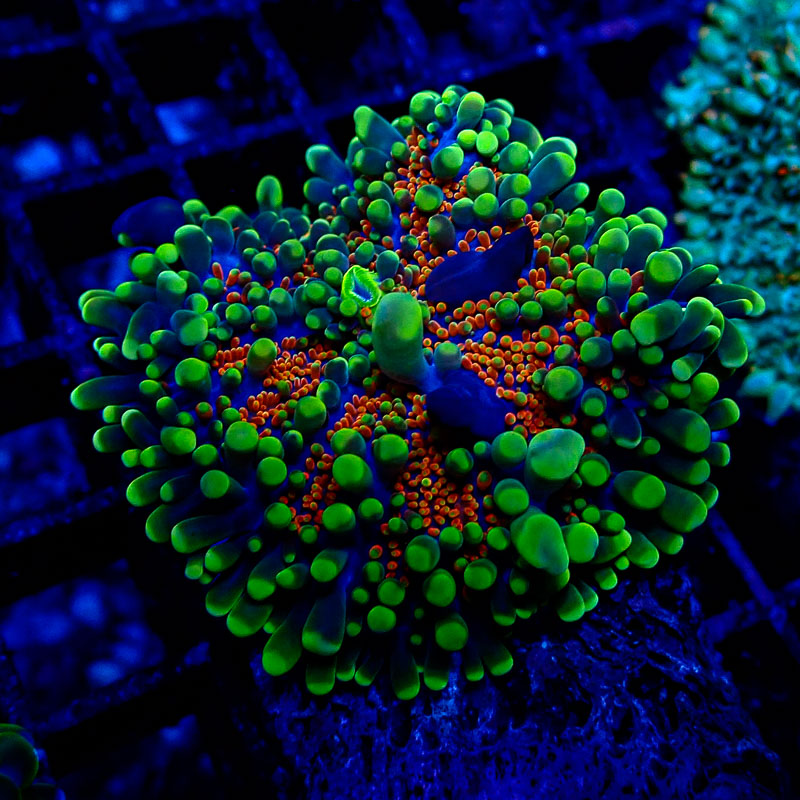 Ricordea Yuma Ricordea Yuma