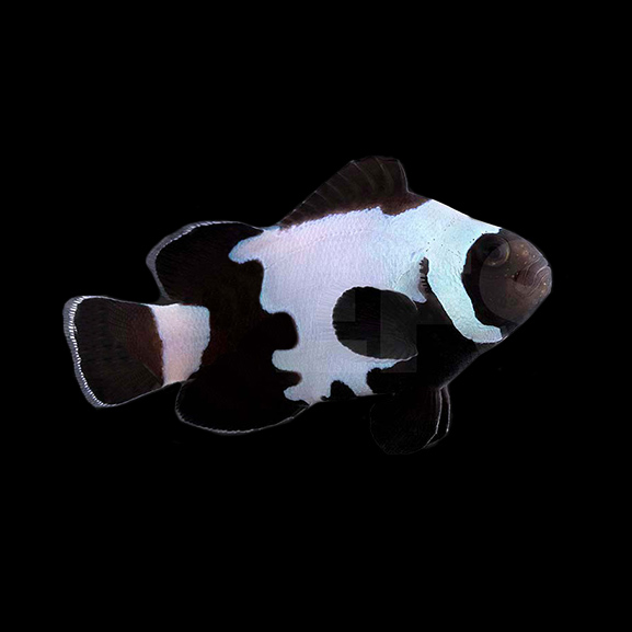 Anemonenfisch Black Snowflake Premium Anemonenfisch Black Snowflake Premium