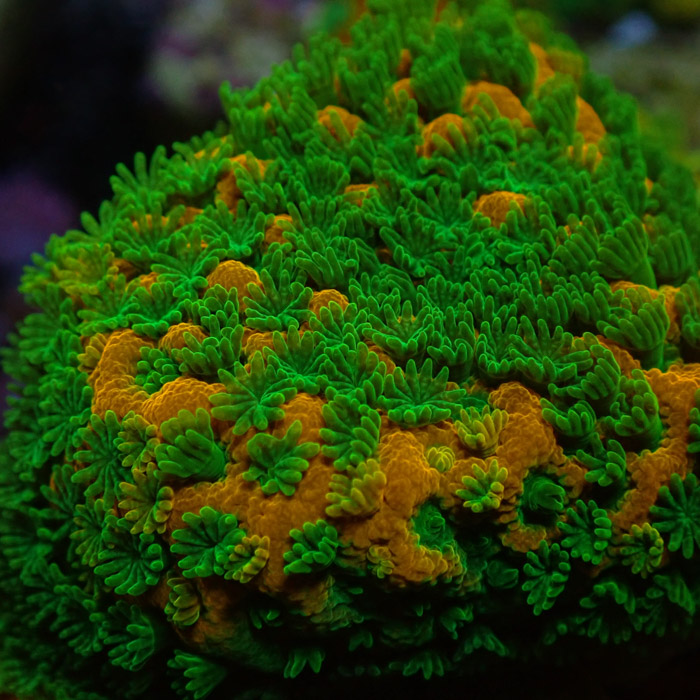 Montipora MC Sweet Tooth Frag 04 Montipora MC Sweet Tooth Frag 04