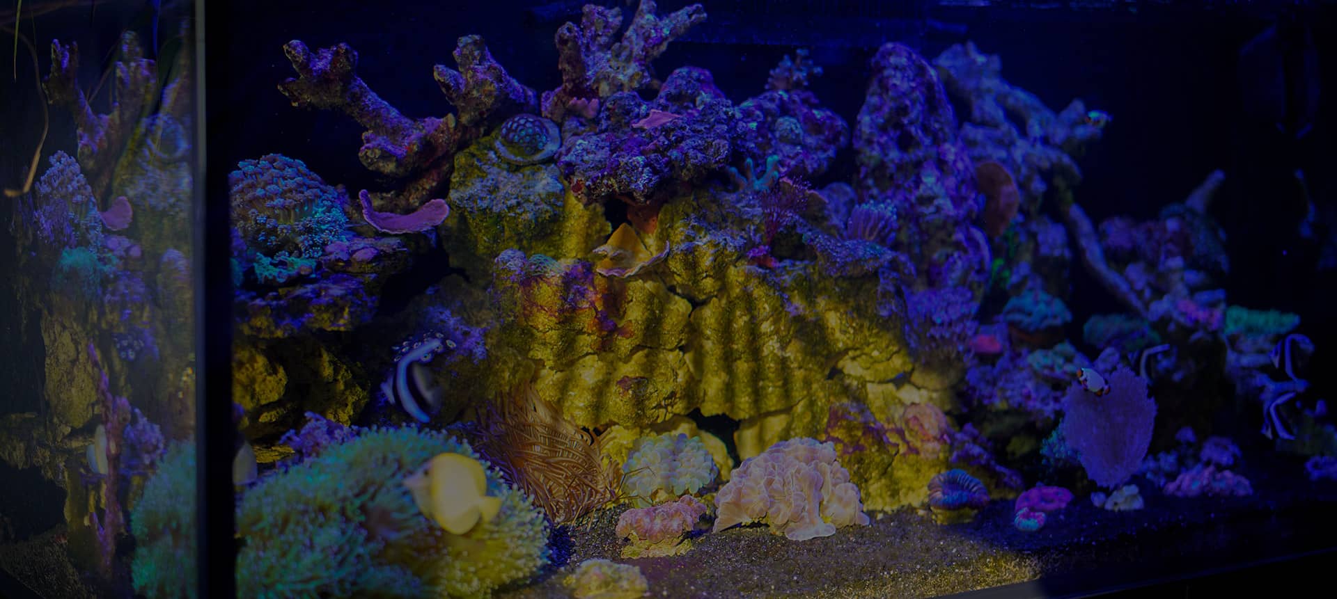 wysiwyg_start_02 Einzigartige Zoanthus als WYSIWYG Produktfotografie im Online-Shop