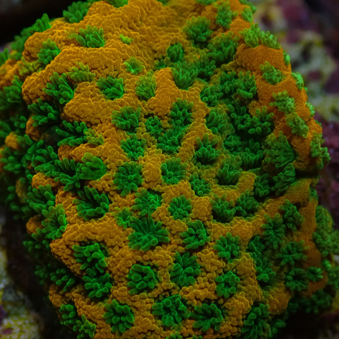 Montipora MC Sweet Tooth Frag 08 Montipora MC Sweet Tooth Frag 08