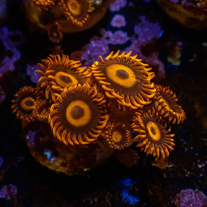 Zoanthus MC Oxid Orange