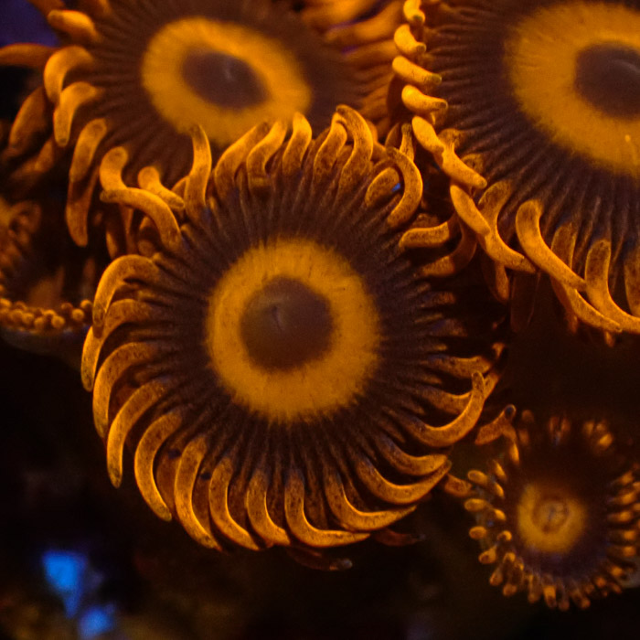 Zoanthus MC Oxid Orange Zoanthus MC Oxid Orange