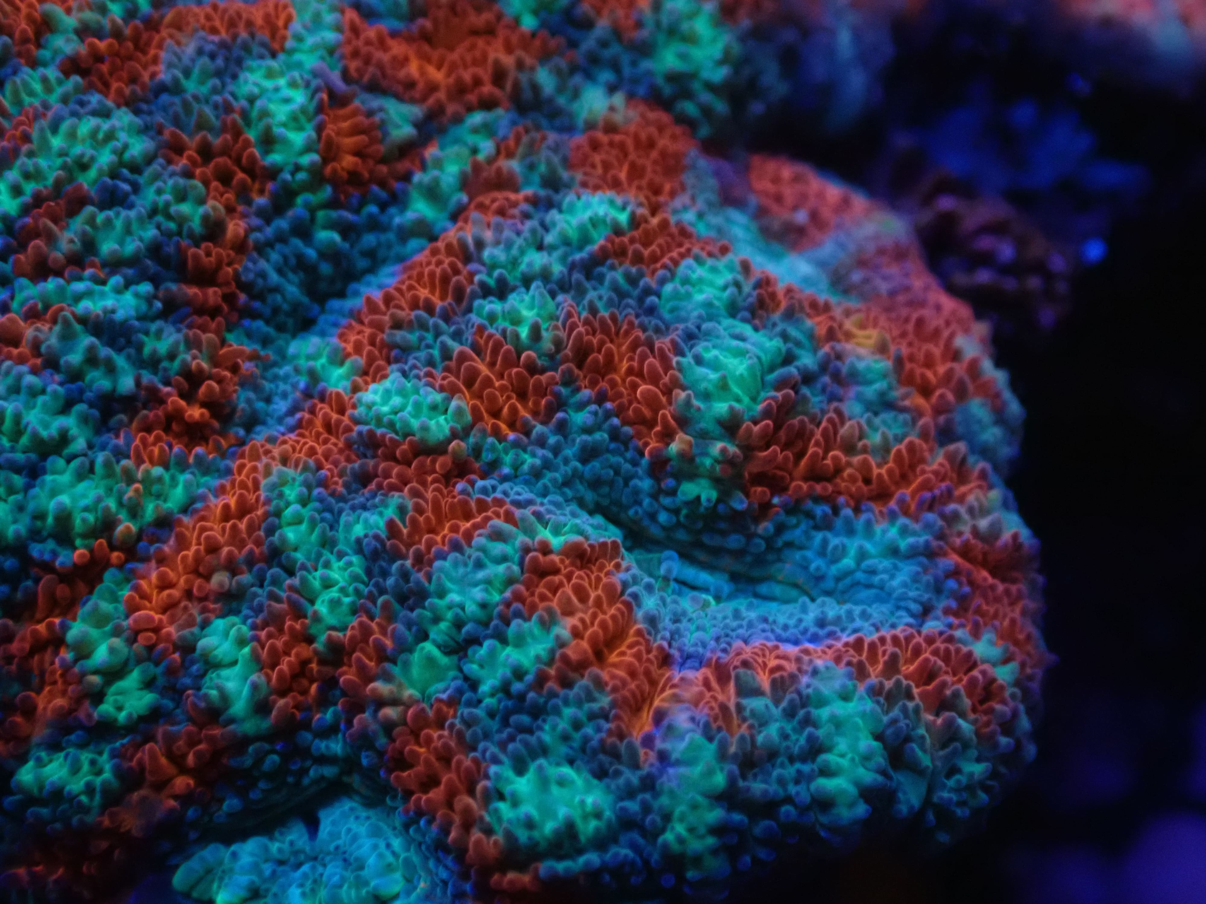 Micromussa  lordhowensis rot grün blau DNZ Micromussa  lordhowensis rot grün blau DNZ