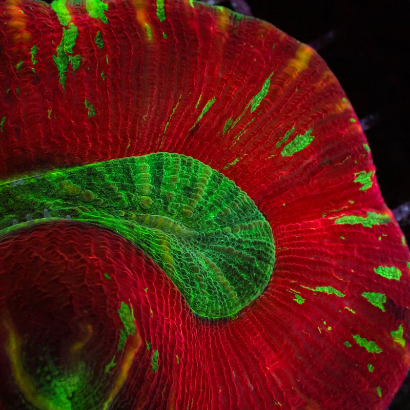 Trachyphyllia Trachyphyllia