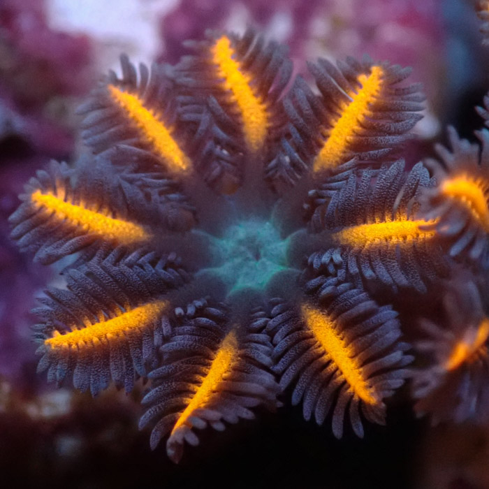 Clavularia MC Ultra Orange Clavularia MC Ultra Orange