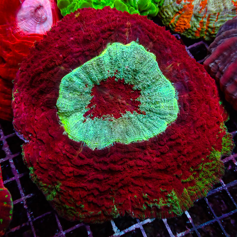 Acanthophyllia Acanthophyllia