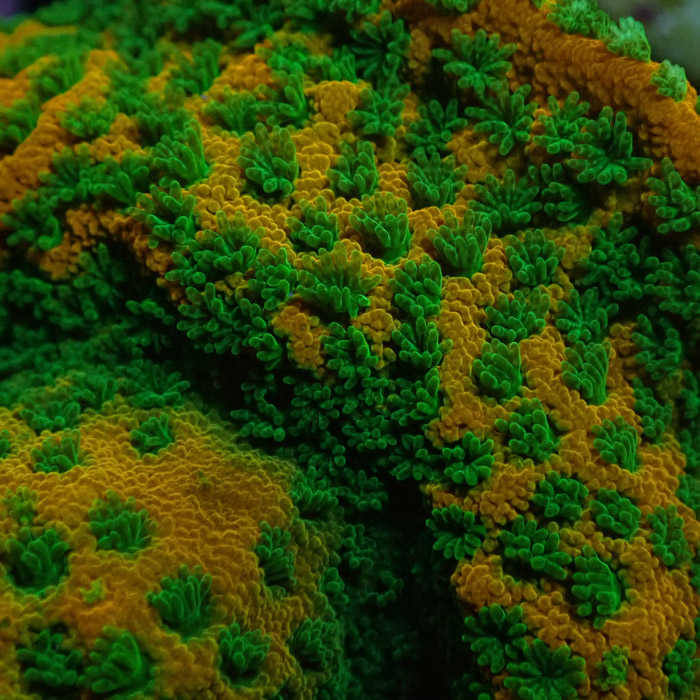 Montipora MC Sweet Tooth Frag 10