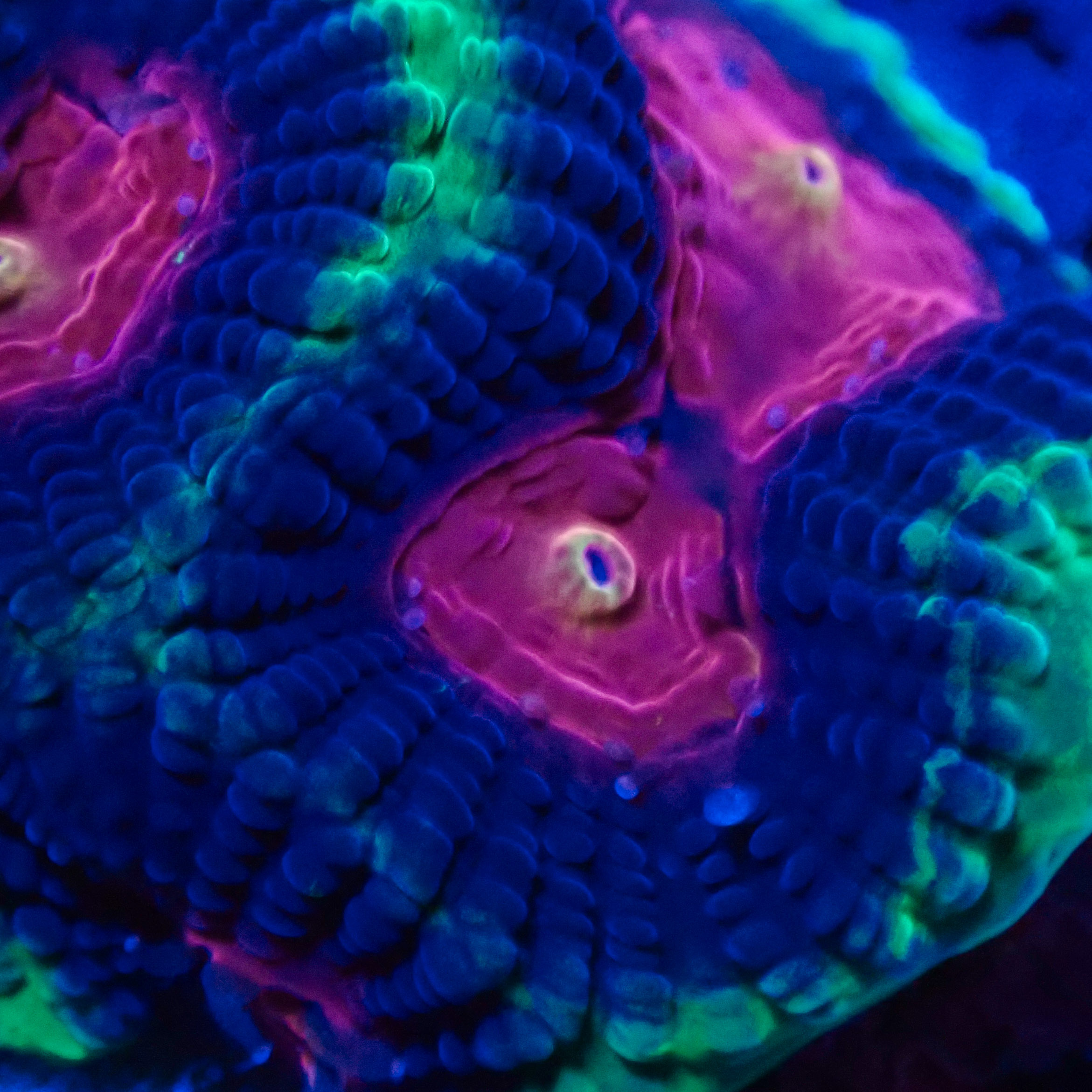 Favia Monster Eye MC Frag 02