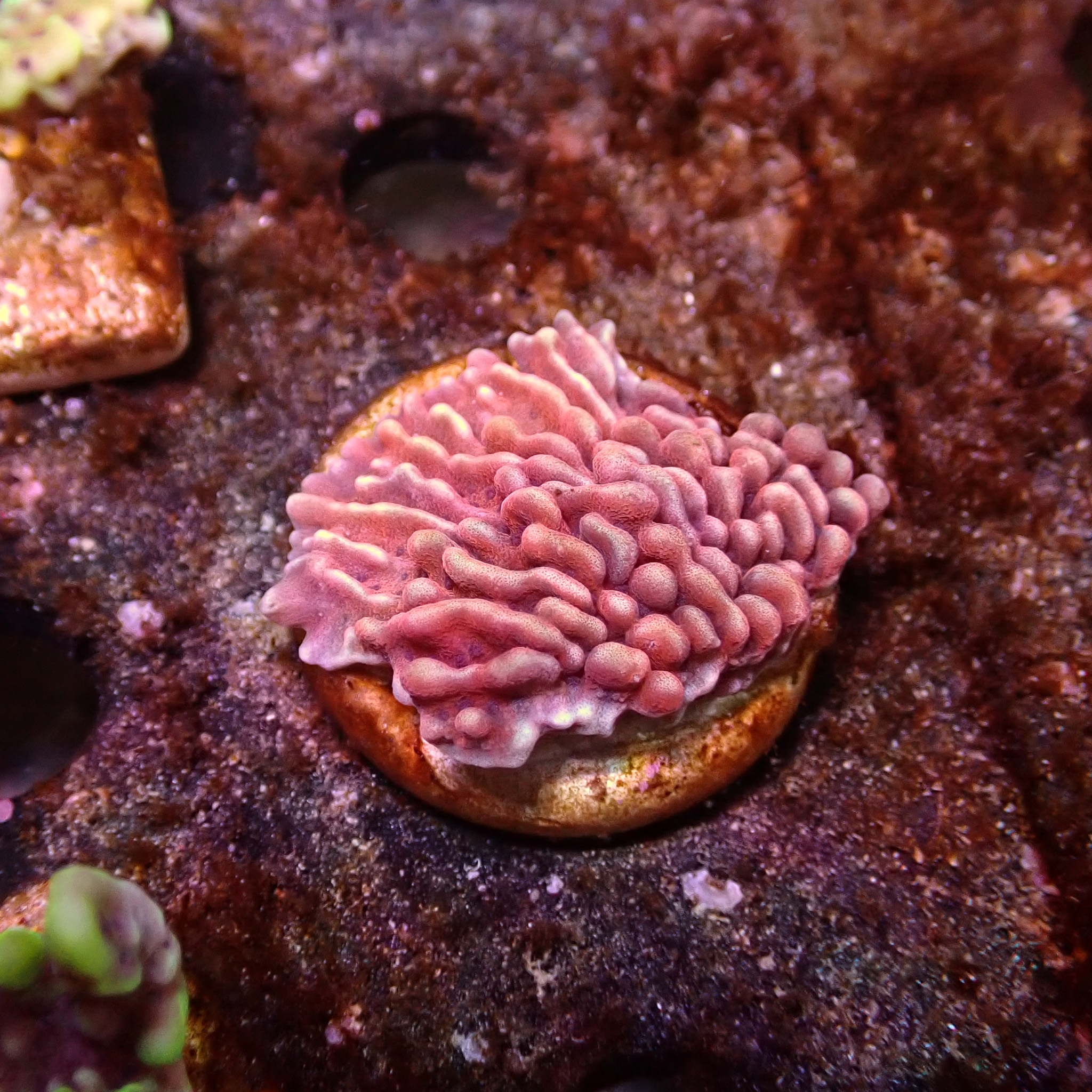 Montipora Mean Streak Frag 16 Montipora Mean Streak Frag 16