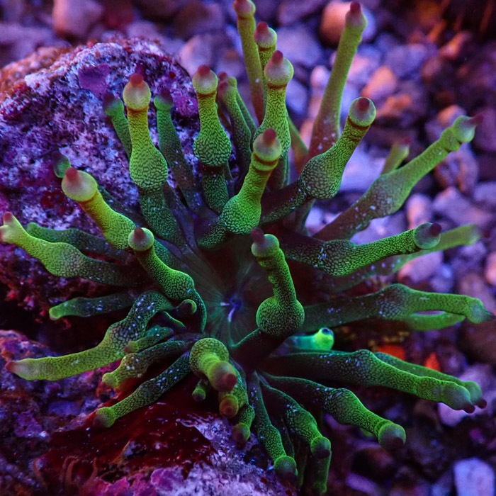 Entacmaea MC Green Entacmaea MC Green