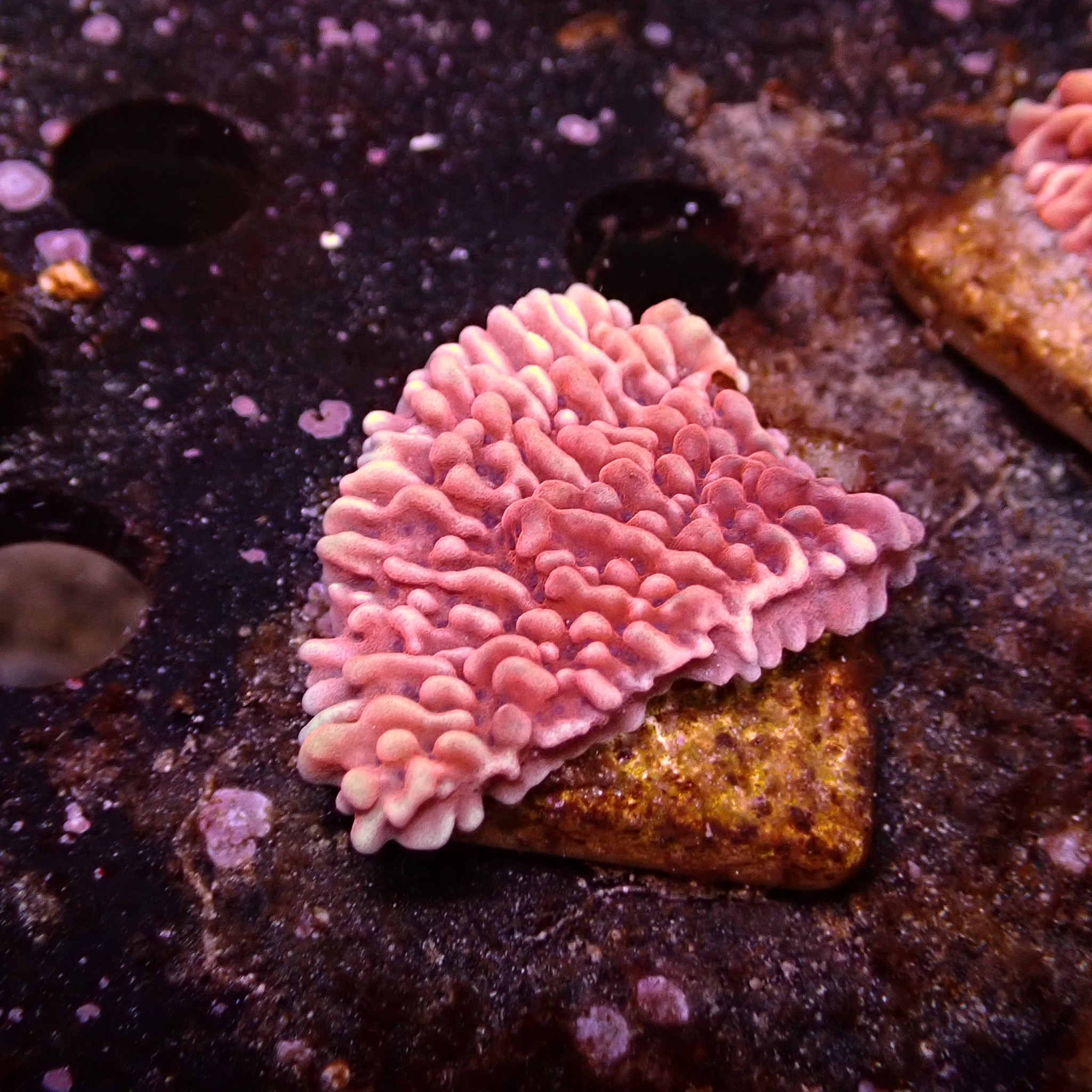 Montipora Mean Streak Frag 14 Montipora Mean Streak Frag 14