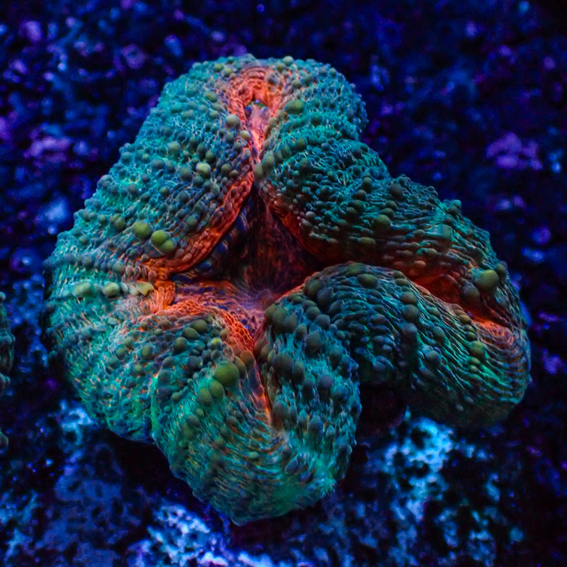Lobophyllia Lobophyllia
