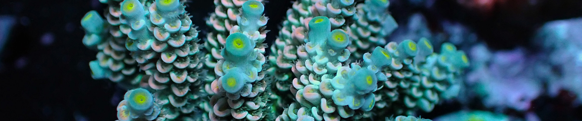 Blaue Acropora Koralle – leuchtende SPS-Koralle für dein Meerwasseraquarium