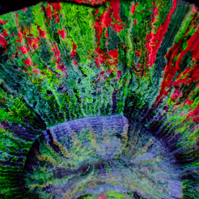 Trachyphyllia Color Explosion