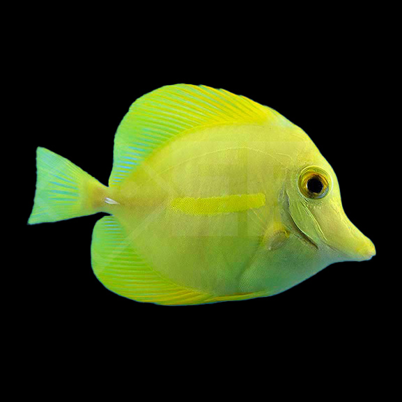 Hawaii Doktorfisch Hawaii Doktorfisch