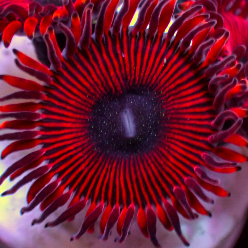 Zoanthus MC Cinder US-Style Zoanthus MC Cinder US-Style