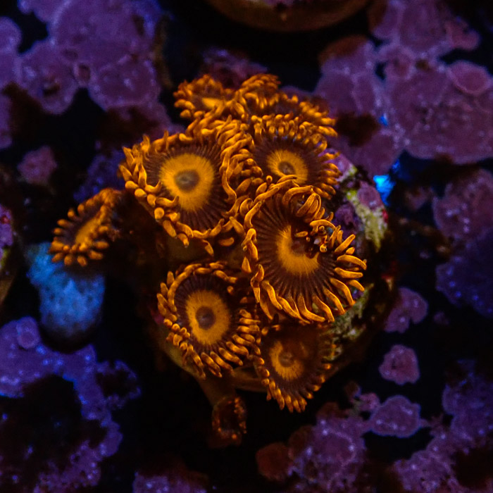 Zoanthus MC Oxid Orange