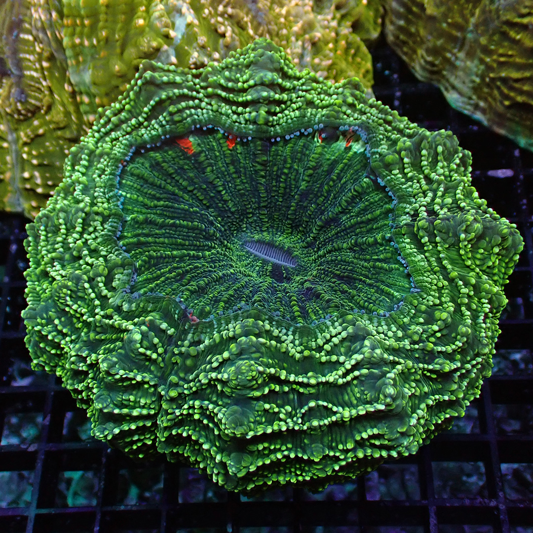 Acanthophyllia Gold Glitter Acanthophyllia Gold Glitter