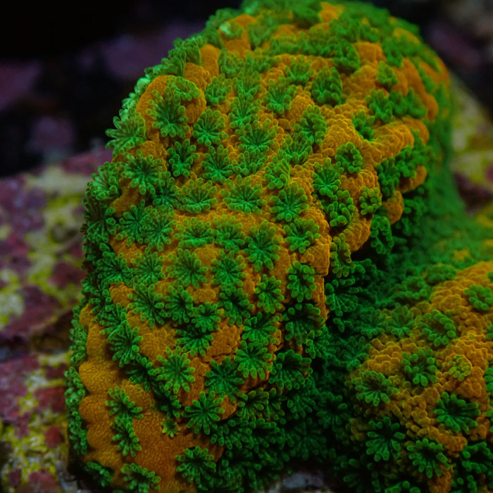 Montipora MC Sweet Tooth Frag 01 Montipora MC Sweet Tooth Frag 01
