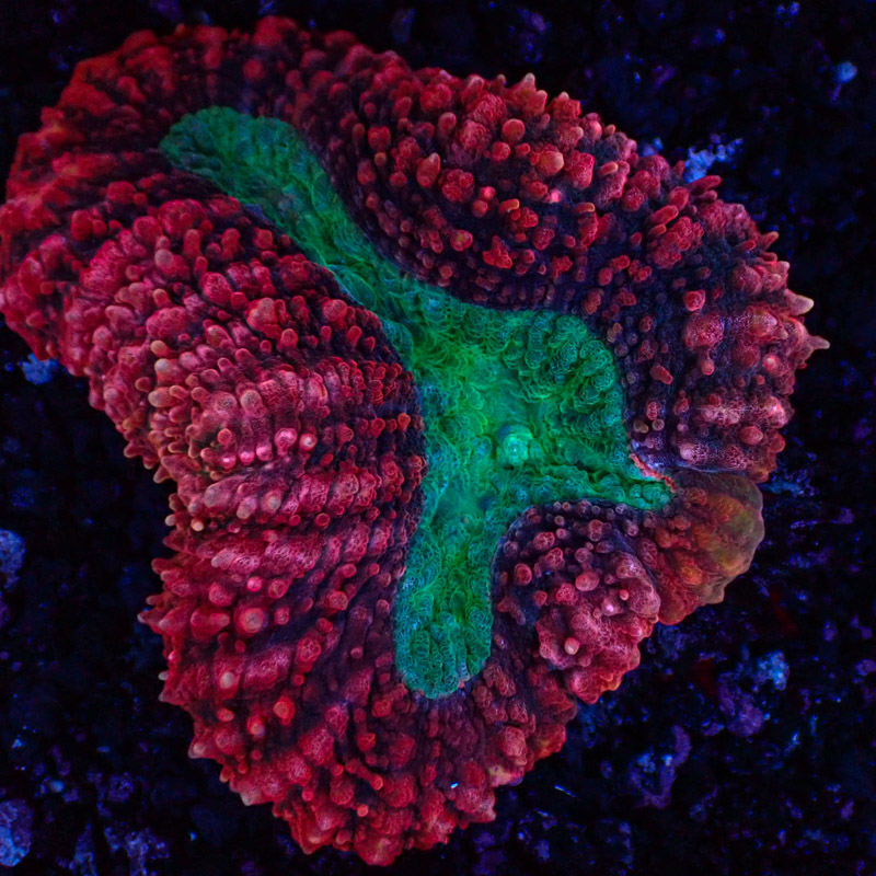 Lobophyllia Lobophyllia