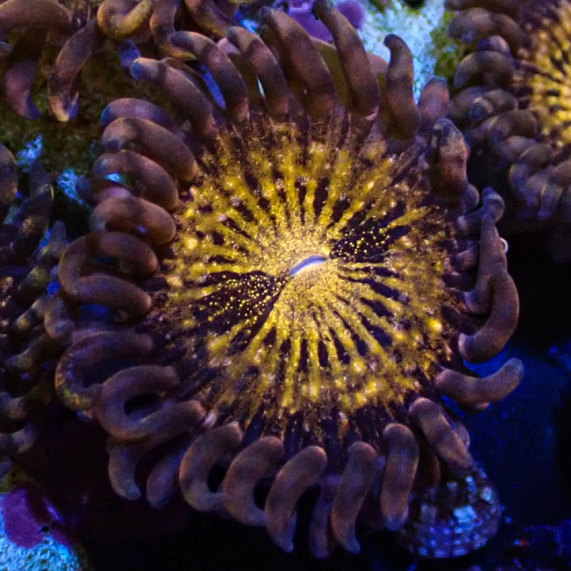 Palythoa MC Reverse Spacemonster Frag 02