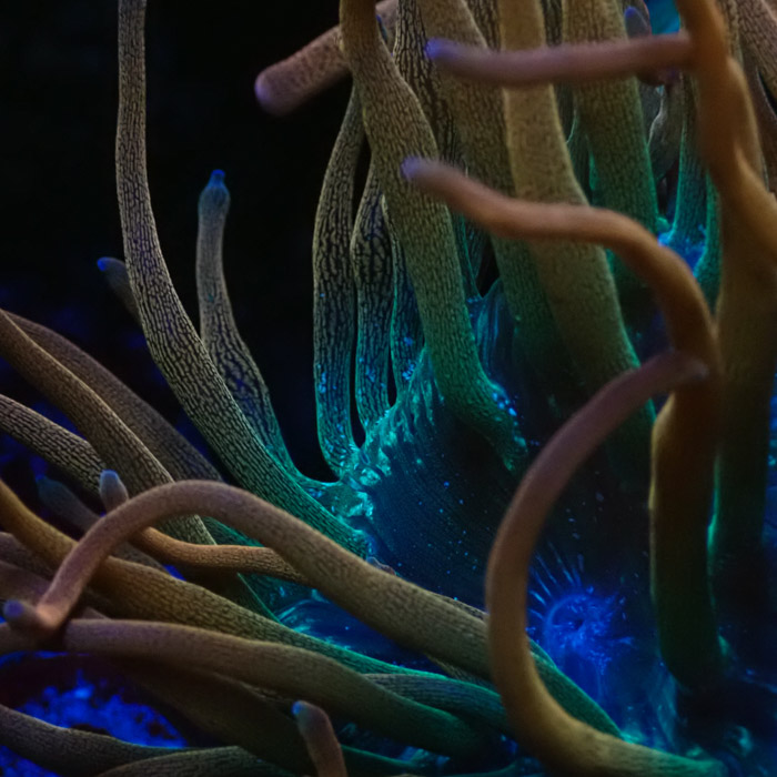 Entacmaea MC Quadricolor Sunburst