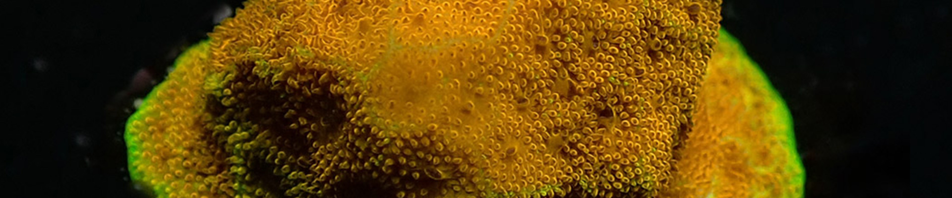 psammocora-kategorie-header Psammocora Koralle mit reliefartiger Oberfläche in Türkis