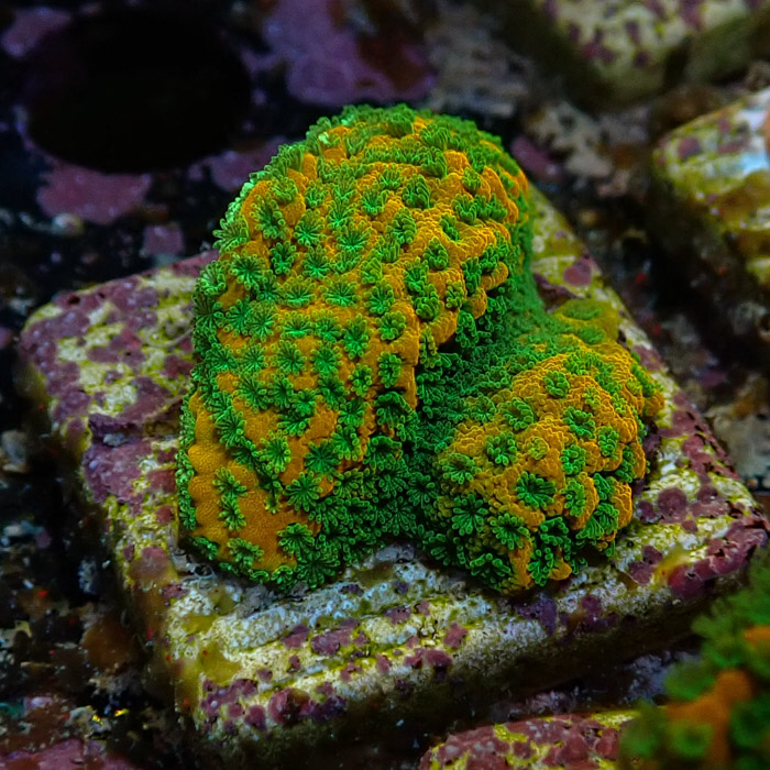 Montipora MC Sweet Tooth Frag 01 Montipora MC Sweet Tooth Frag 01