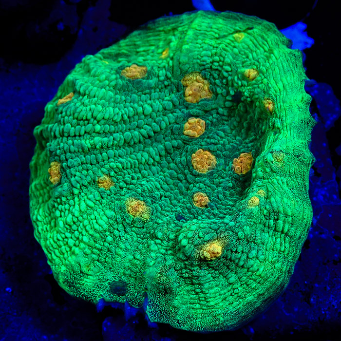 Chalice MC Space Invader Frag 04 Chalice MC Space Invader Frag 04