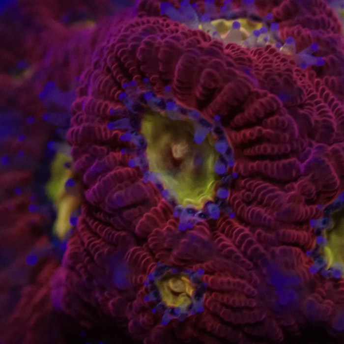 Favia MC Rainbow Skittles Frag 01 Favia MC Rainbow Skittles Frag 01