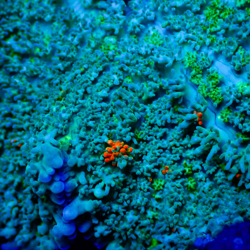 Rhodactis Bicolor Rhodactis Bicolor