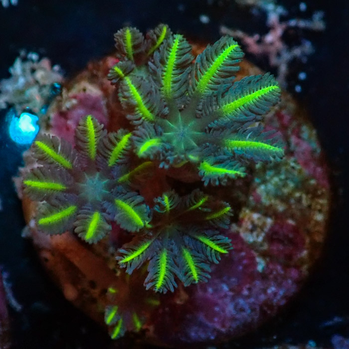 Clavularia MC Ultra Green