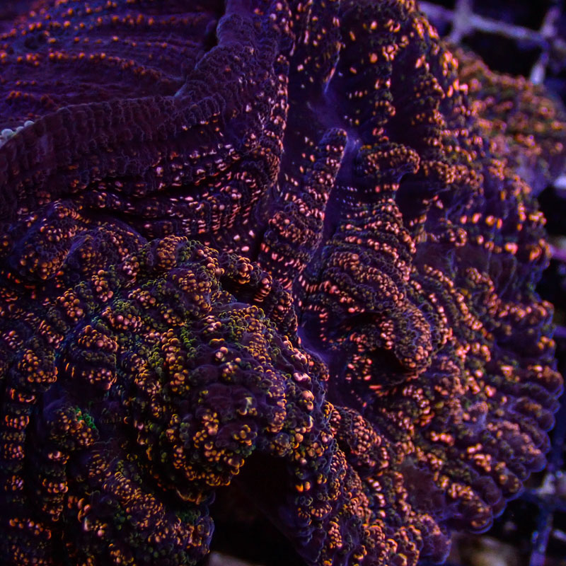 Acanthophyllia Acanthophyllia