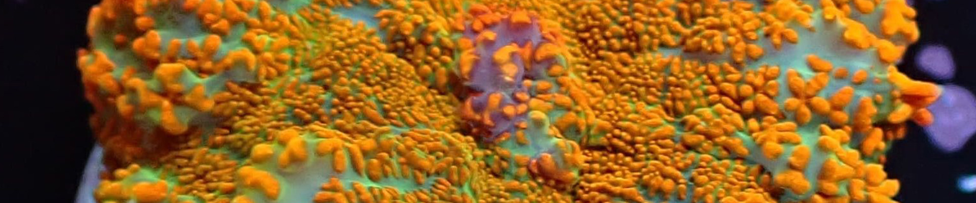 Rhodactis Scheibenanemone in Grün-Rot mit blubbernder Struktur