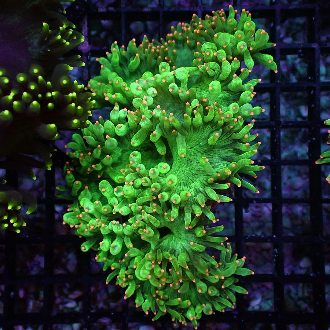 Catalaphyllia Pink Tip