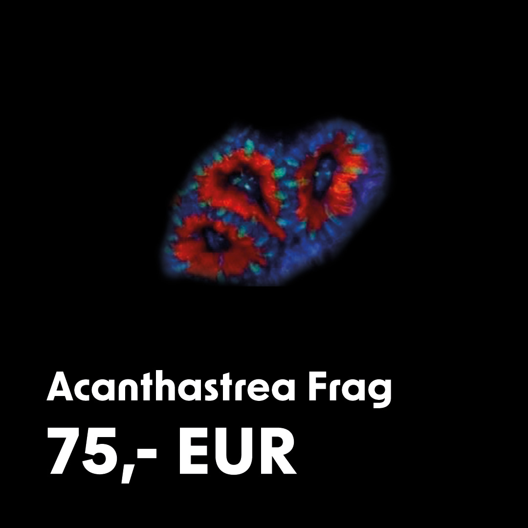 Acanthastrea Frag Acanthastrea Frag