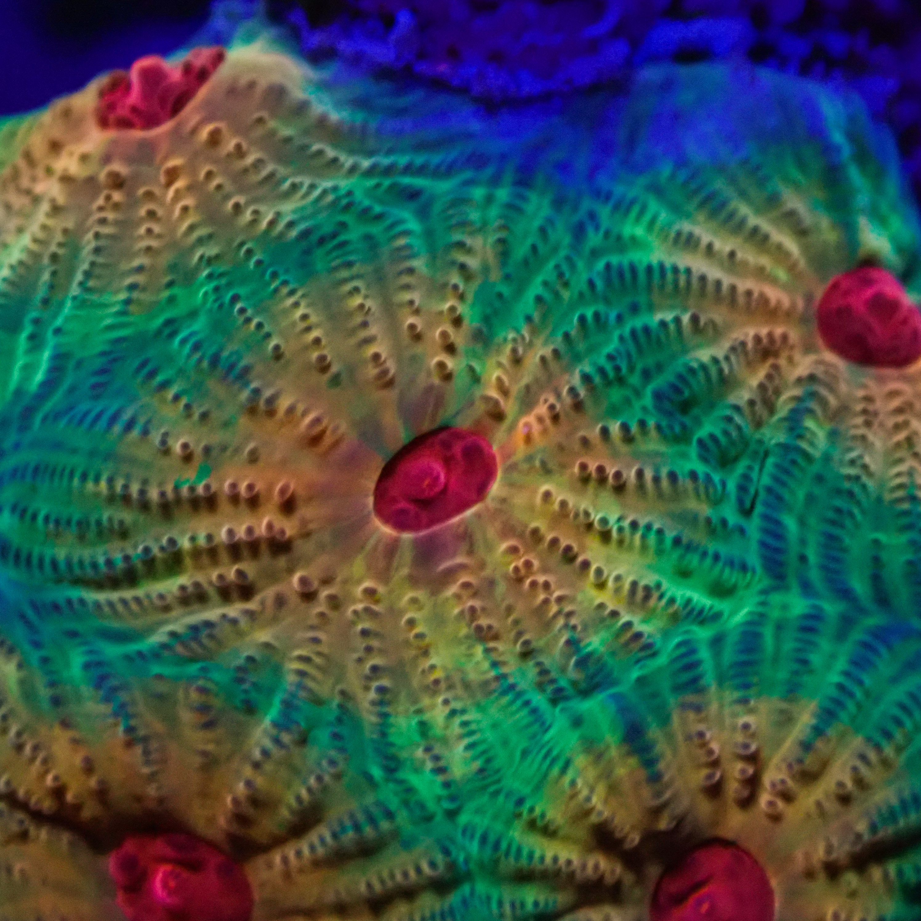 Favia JF Candy Corn Frag 01